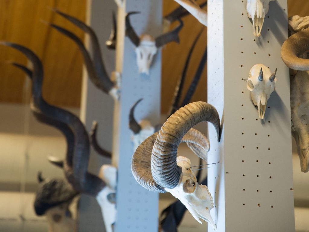 Bovidae skulls in Veikko Salkio´s Natural History Collection.