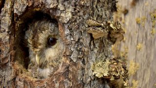 Tawny owl peeking from it´s tree hollow in Veikko Salkio´s Natural History Collection.