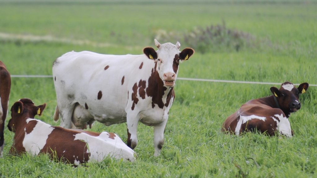 Kolme valkoruskeaa lehmää pellolla. Keskimmäisenä oleva lehmä seisoo ja katsoo kameraan päin. Kuvan oikeassa ja vasemmassa reunassa olevat lehmät ovat makuullaan ja selin kameraan päin. Oikeassa reunassa makaava lehmä on kääntänyt päänsä kameraan päin.