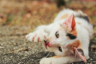 Valko-puna-mustavärinen kissa leikkii maassa makuuasennossa. Kissa puree oksanpalaa, jota pitelee toisella etutassullaan.