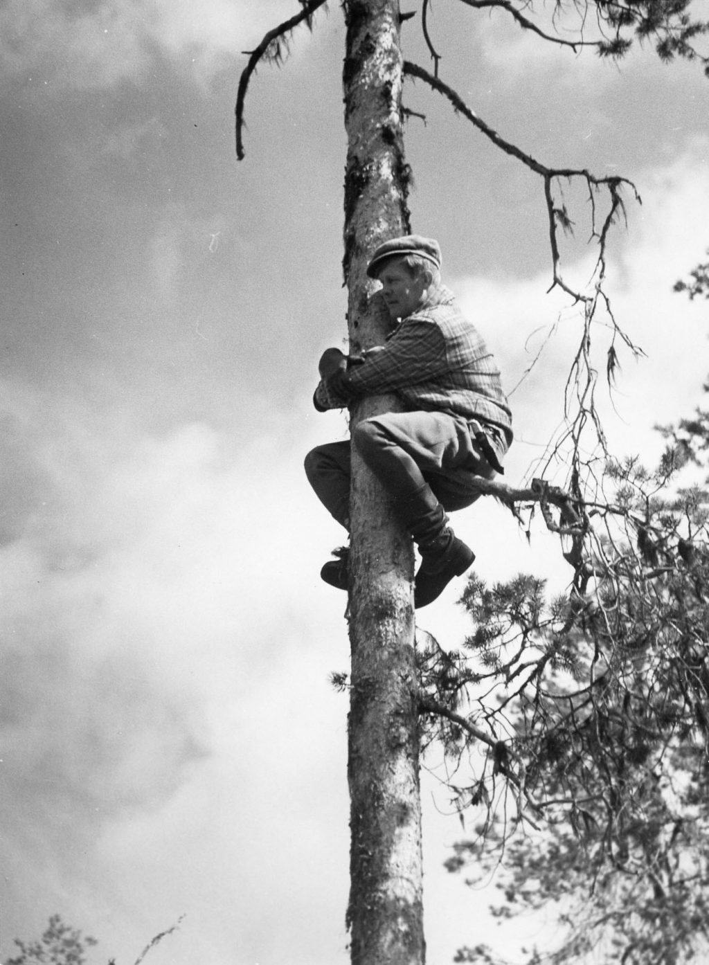 Veikko sitter på en gren högt uppe i en tall.