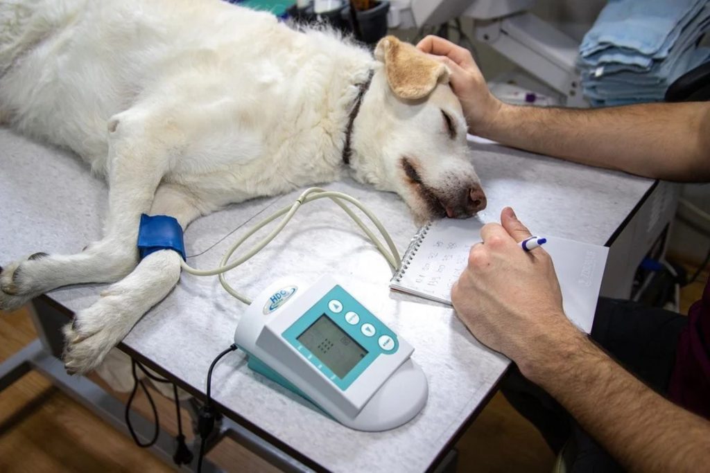 Koira makaa eläinlääkärin pöydällä ja sen etujalasta mitataan verenpainetta.