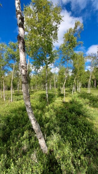 Birch trees and blue sky.