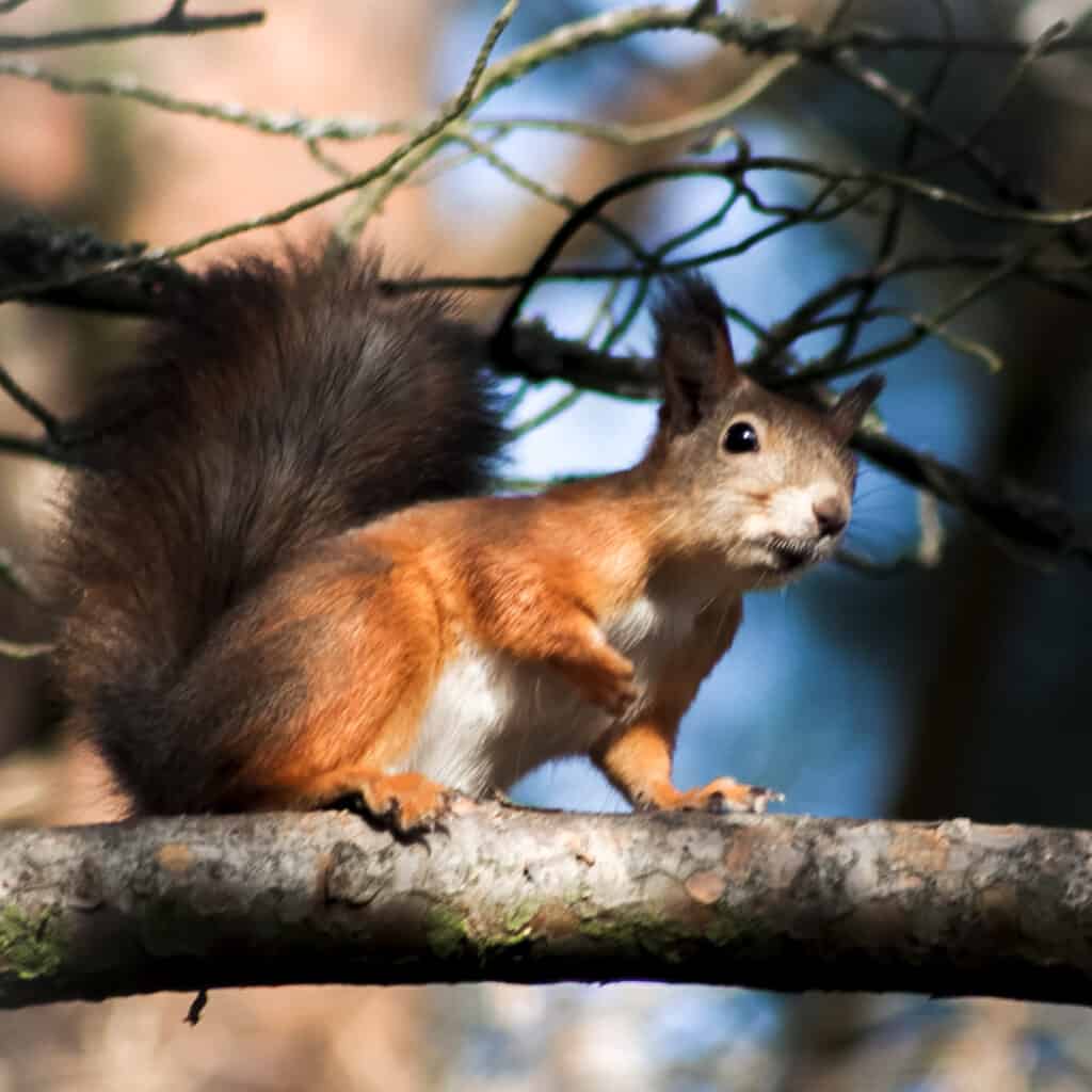 Orava puun istuu oksalla.