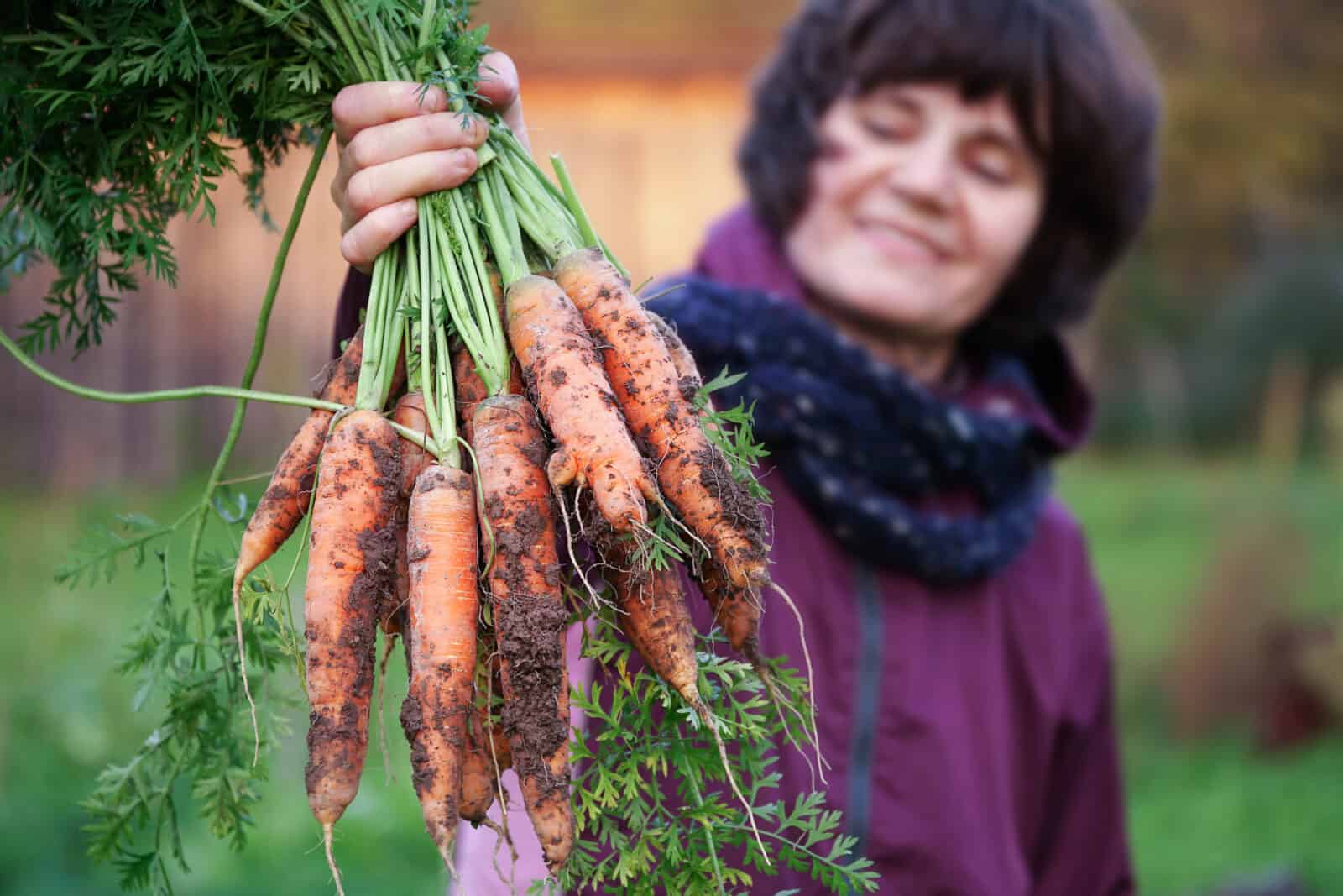 Nainen pitää kädessään vastanostettua porkkananippua