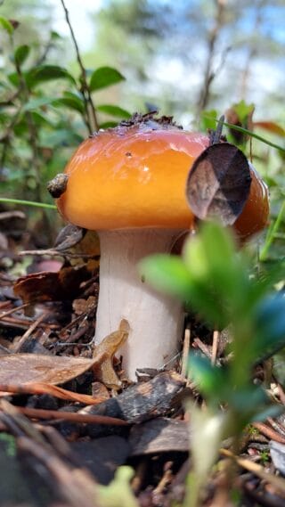 Mushroom near the trail.