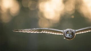 The owl flaps its wings.